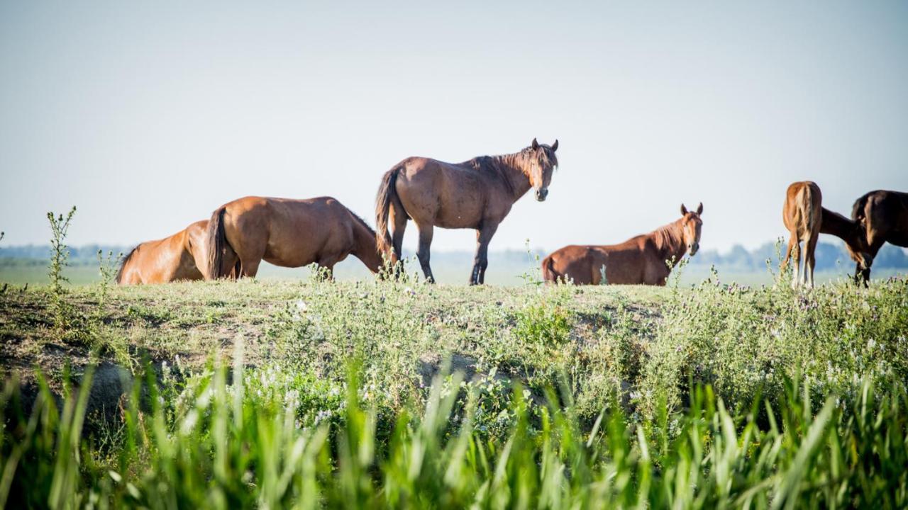 Pensiunea Nest Dunavăţu de Jos Esterno foto