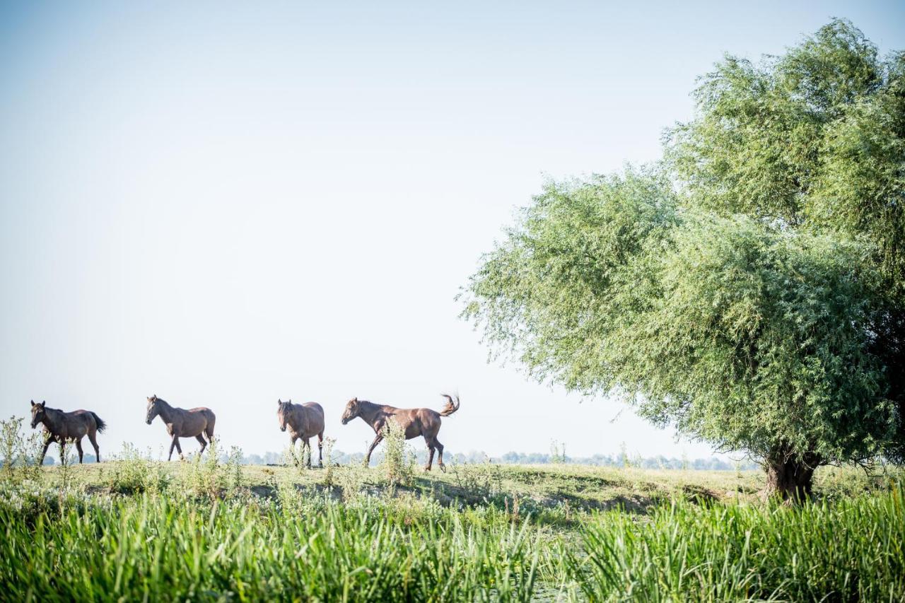 Pensiunea Nest Dunavăţu de Jos Esterno foto