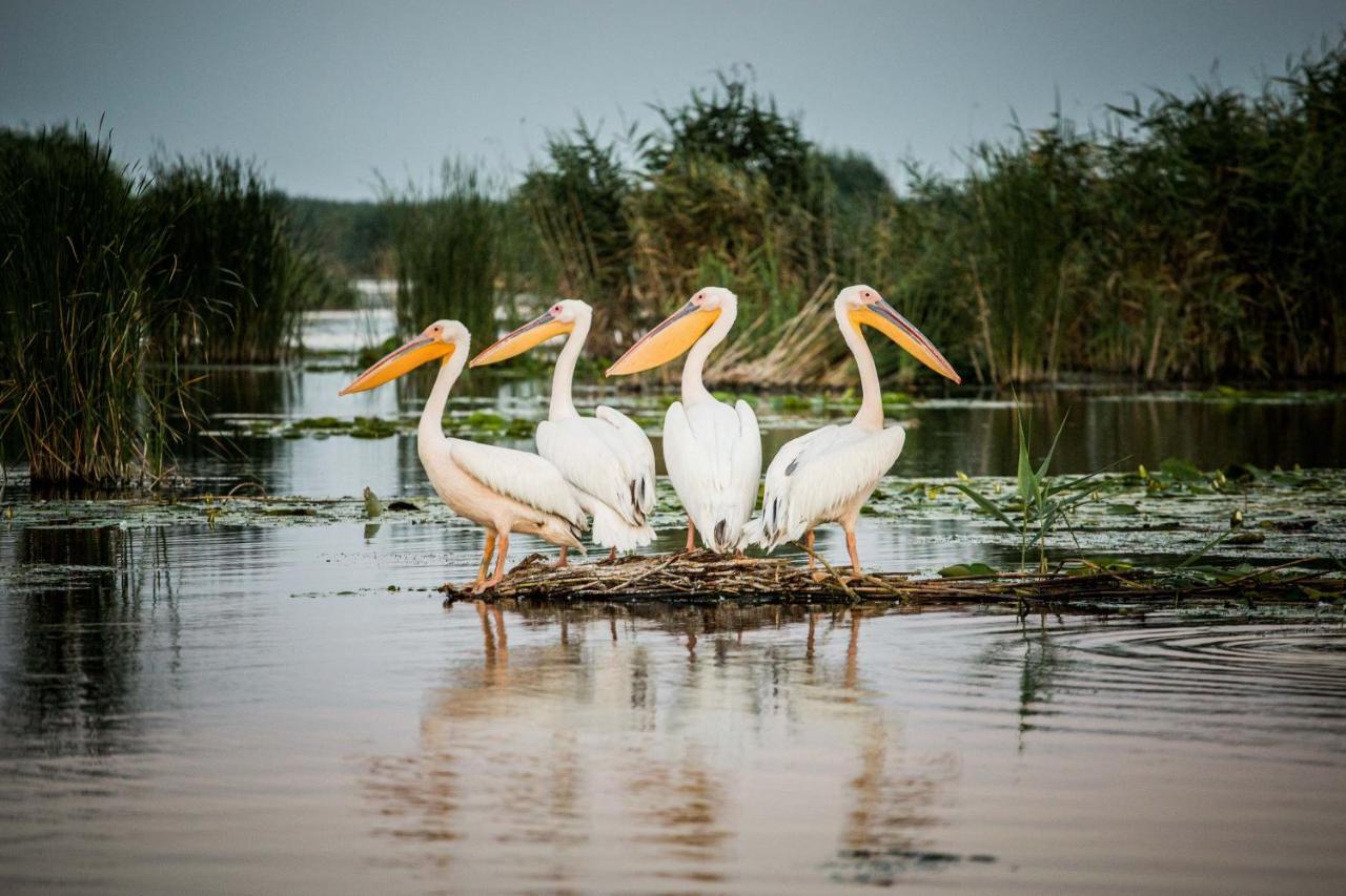 Pensiunea Nest Dunavăţu de Jos Esterno foto